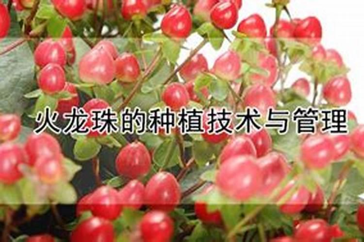 尿素可以撒施,正确的施肥方法？