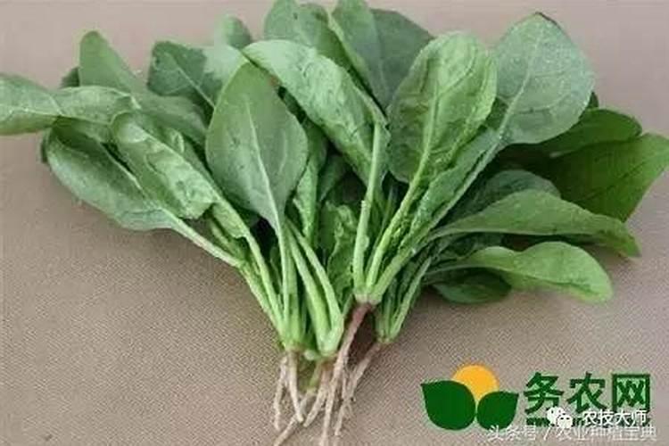 开磷硝酸磷肥如何判真假
