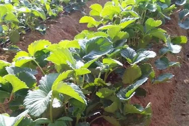 草莓喜肥吗 喜欢施什么肥料