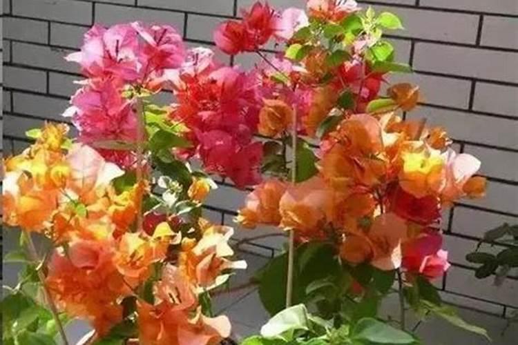三角梅经常不开花怎么办 有哪些催花方法