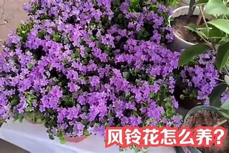风铃花的养殖方法和注意事项