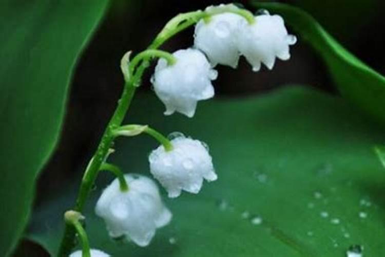 风铃花花期几月到几月 如何管理和养护