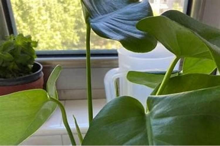 黄豆泡水浇花是生的好还是煮熟好