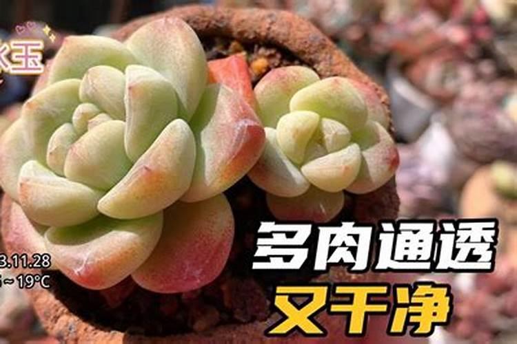 家庭种菜养花的种植土和营养土最全攻略