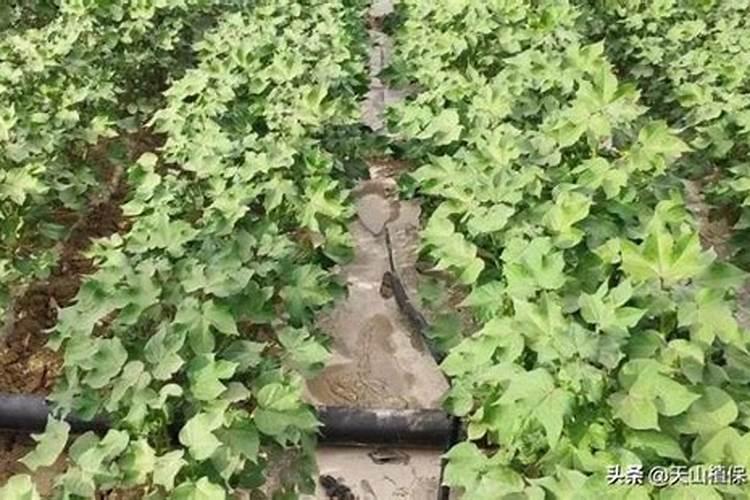 打顶后硼肥滴灌亩用量多少合适？