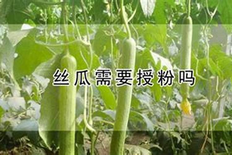 农村菜园子种植的丝瓜,有的有棱,有的没棱,这是怎么回事？