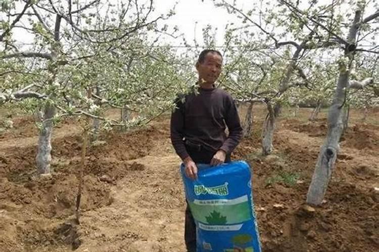 苹果树追肥用什么肥料好