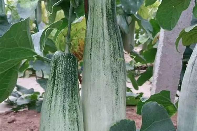 甜瓜怎样快速增甜 增瓜灵什么时候喷合适