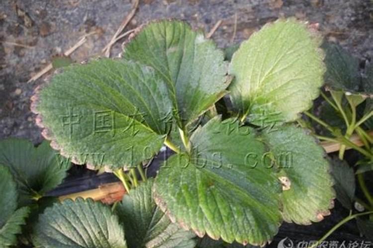 野生狗齐开花后结果时什么肥好？