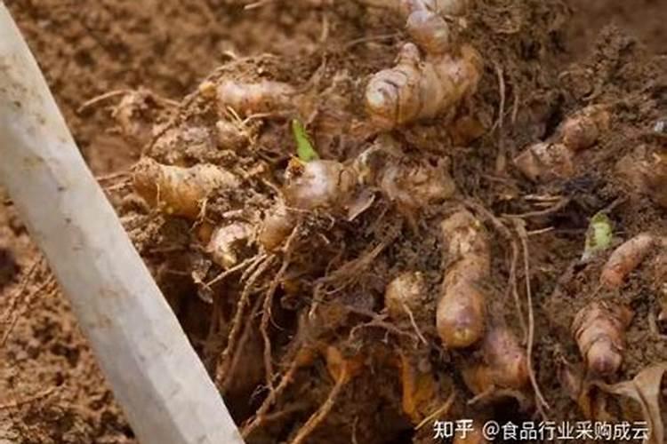 姜的种稙方法与技术？