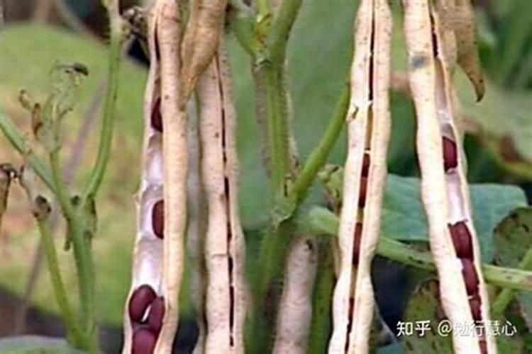 什么是BB肥？