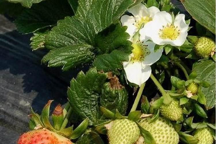 草莓施肥用什么肥草莓施肥时间方法