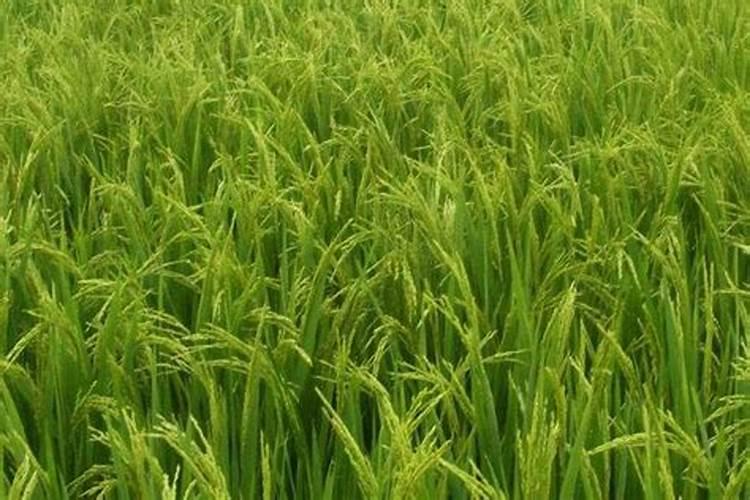 蓝莓开花结果期施什么肥好