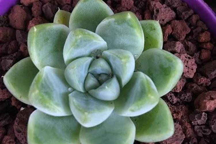 促进叶片生长的肥料促进植物的叶的生长需要施什么肥