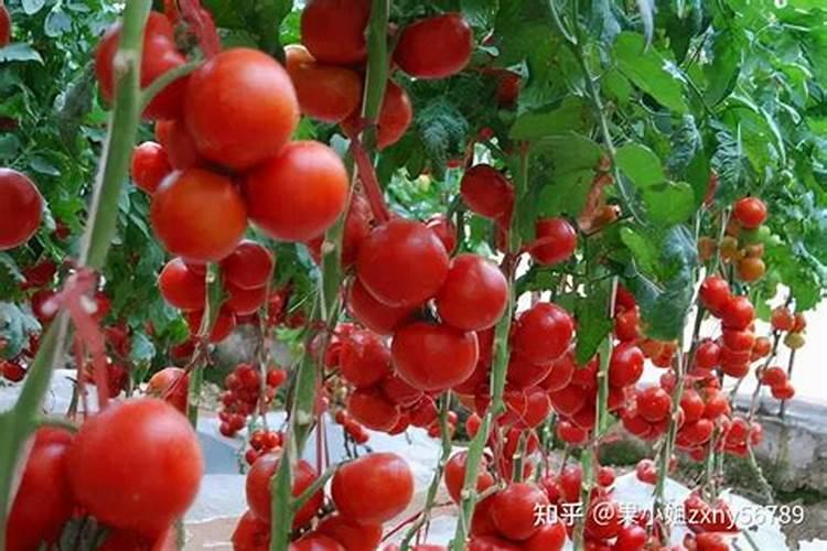 辣椒苗期用什么叶面肥好
