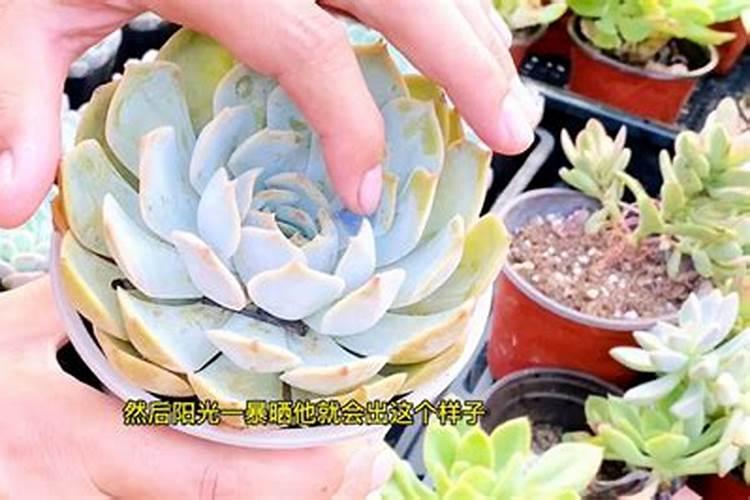 怎样检验铵态氮肥