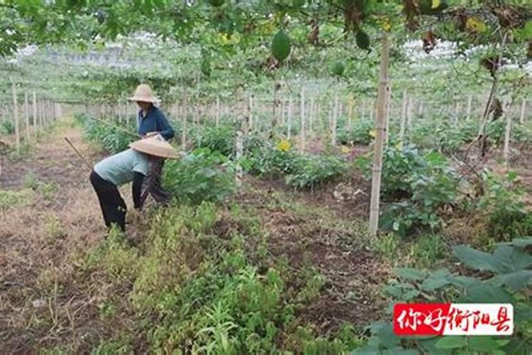 瓜蒌的种植方法。