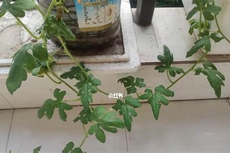 西瓜追肥用什么肥料 注意事项有哪些
