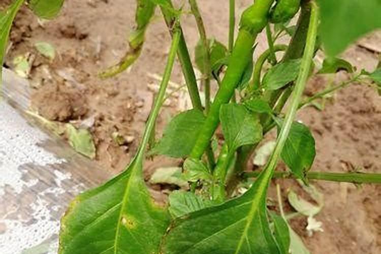 彩椒的种植与管理