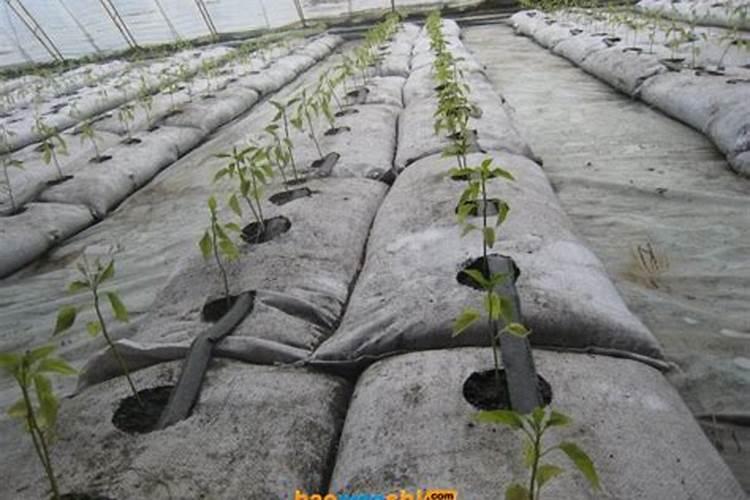 大量元素水溶肥料和复合肥的区别