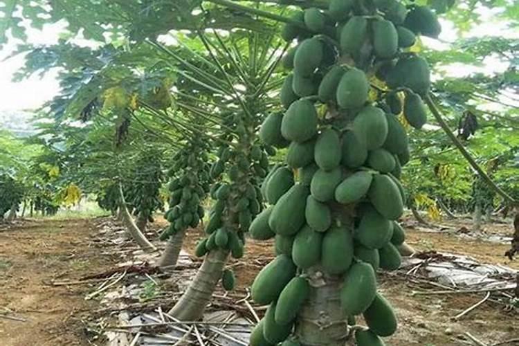 磷肥可以兑水浇花吗 磷肥对花卉的作用是什么