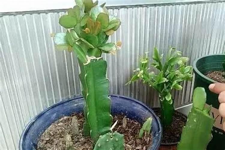 效果好的水溶肥是哪家