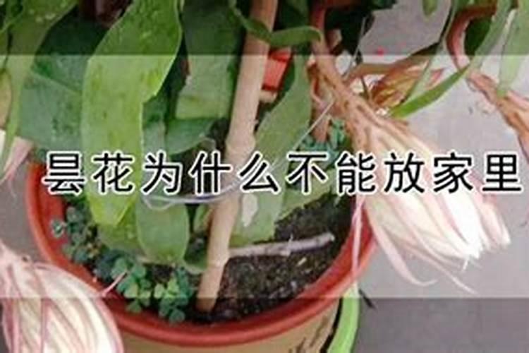 昙花施肥用什么肥料,长花蕾的时候可以施肥吗