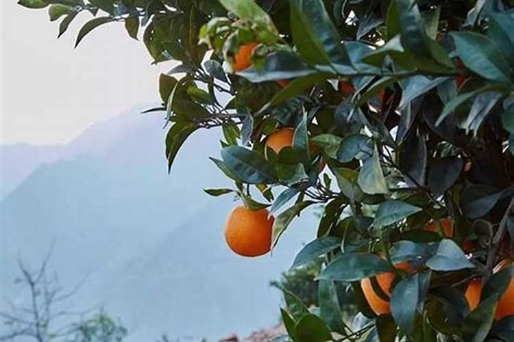 苹果售后鞍山(苹果售后鞍山地址)