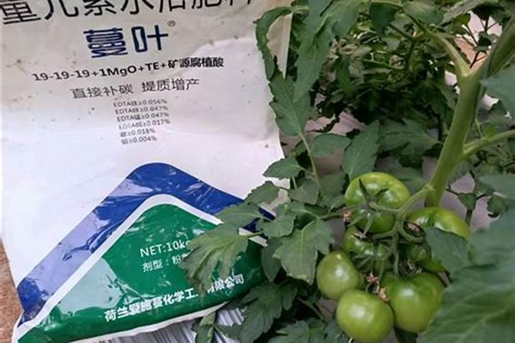 花卉叶面肥多久喷一次