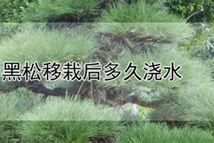 黑松换盆后多久浇水一次