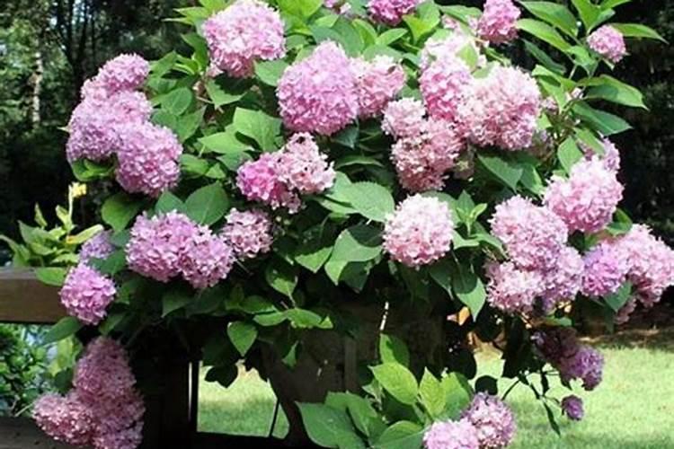 豆粕水可以浇那些花