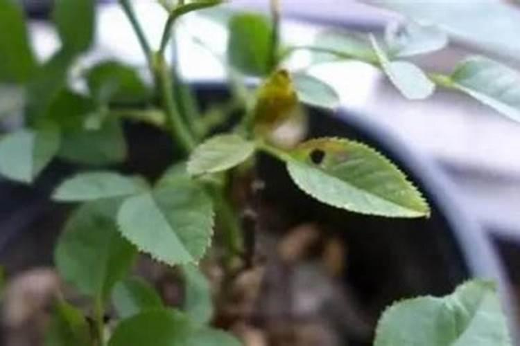 夏季养护月季施肥时需要牢记的禁忌
