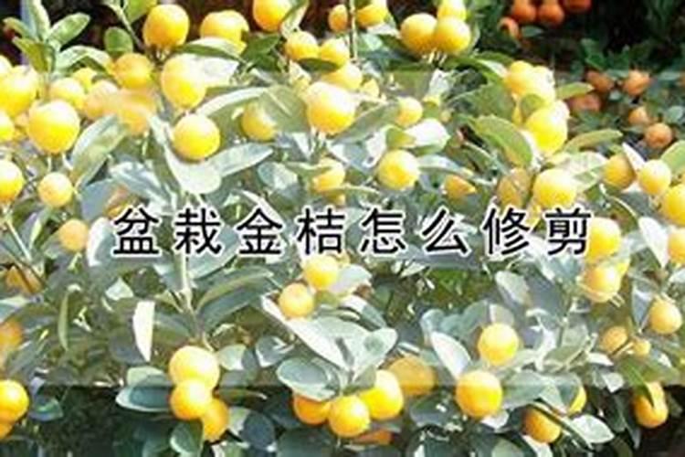 脆蜜金桔种植技术