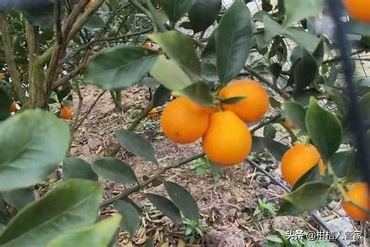 金桔的种植方法和管理