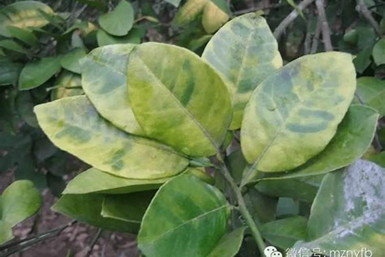 硼肥的施用方法有哪些？
