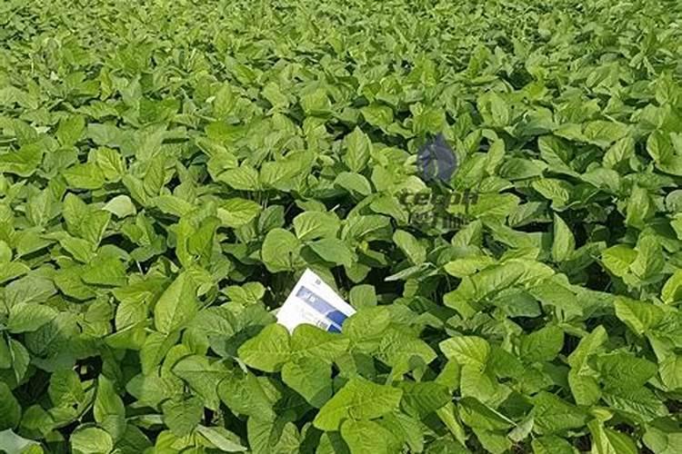 大豆重茬用什么肥
