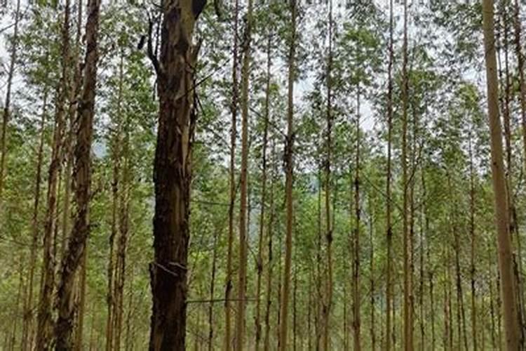 露地甘蓝种植技术及管理(甘蓝苗期越冬管理与栽培要点)