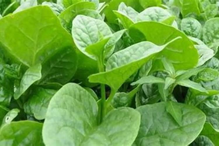 木耳菜的功效与作用及营养价值是什么