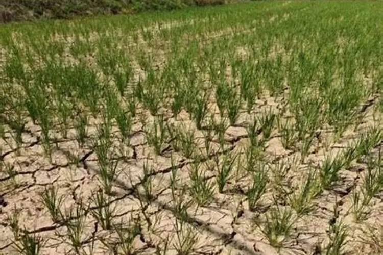 水稻什么时候施钾肥,水稻施钾肥方法