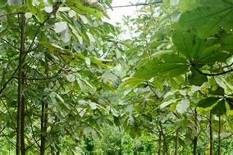 栽苹果树施什么肥最好