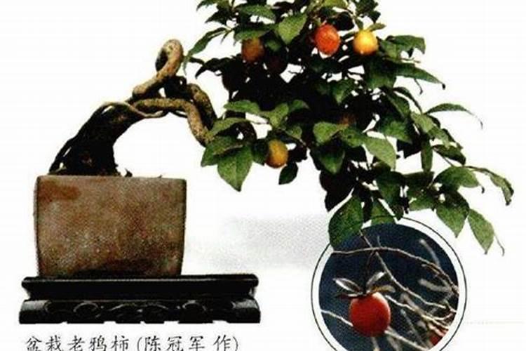 微生物菌剂治什么病