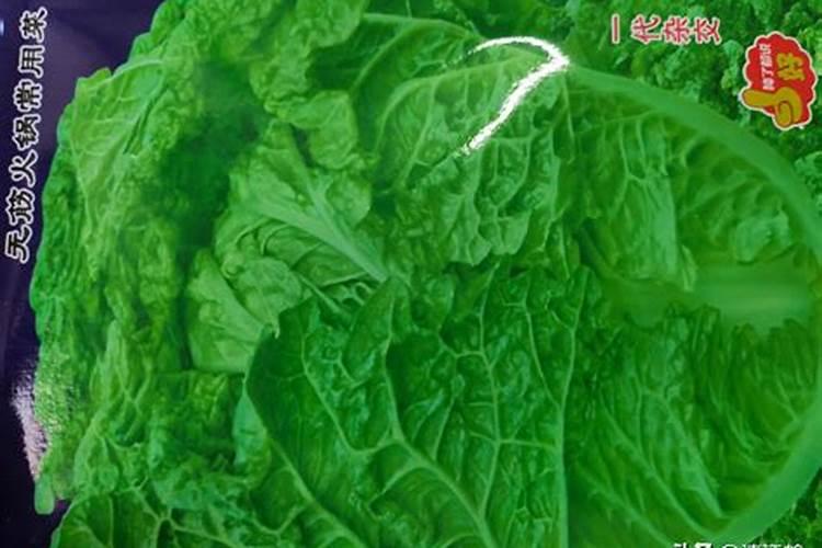 哪种植物的叶子可以制成茶叶