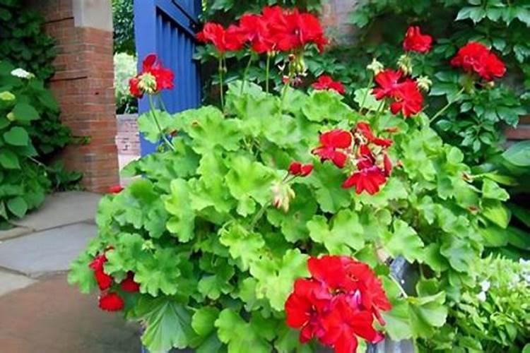 秋季养月季花禁用4种肥料这是夺命肥