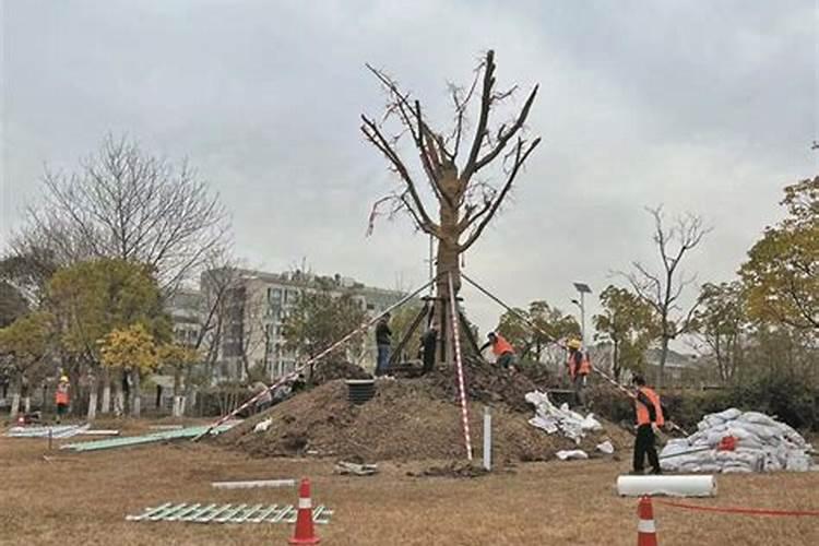 今年新栽的树是否可以施肥 施肥的注意事项