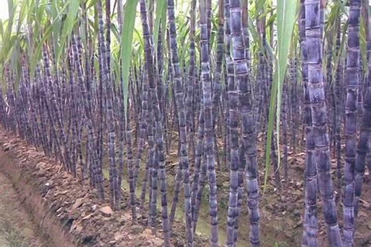 甘蔗多高打920 总共打几次