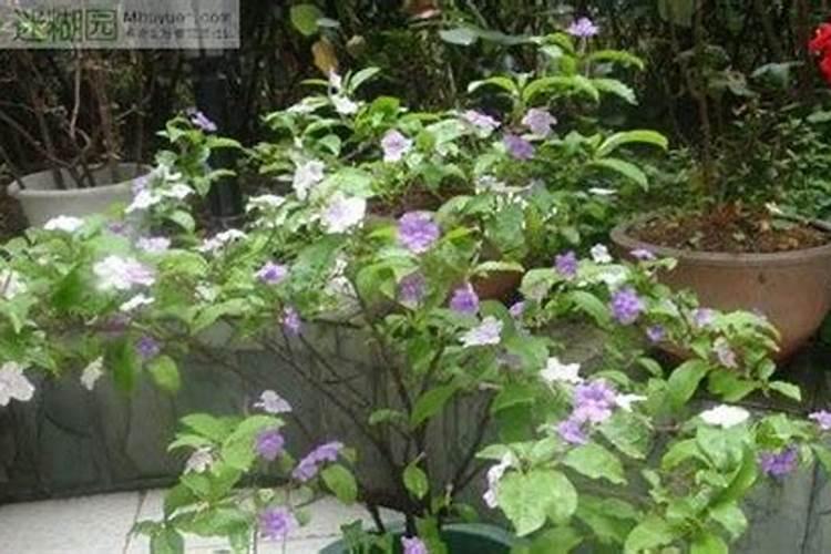 怎么自制植物营养液？