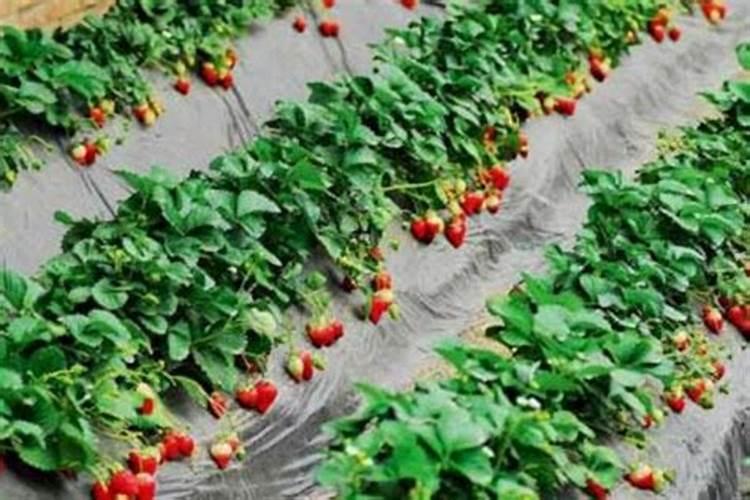 种菠菜用什么肥料
