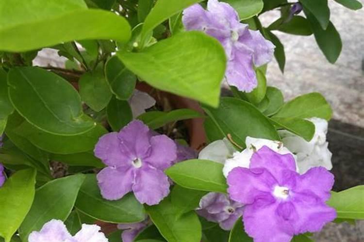 双色茉莉花期养护方法