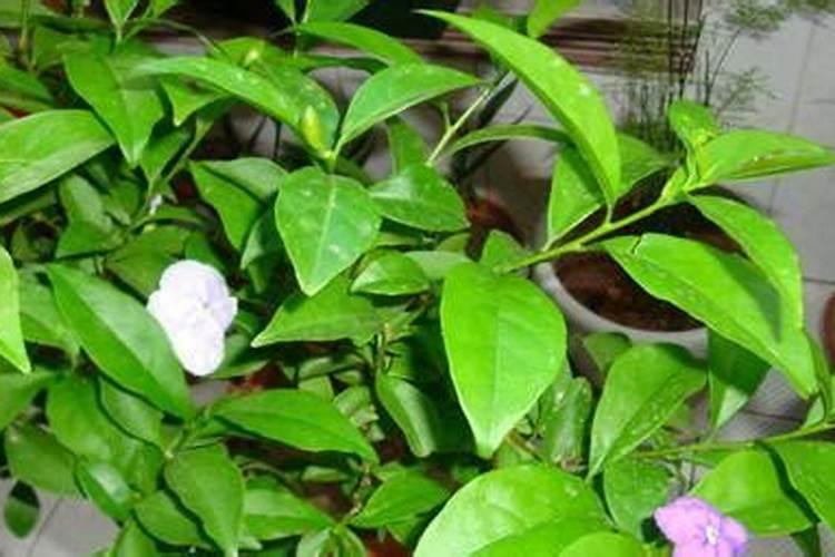 求助大家双色茉莉如何施肥？有谁说说看？