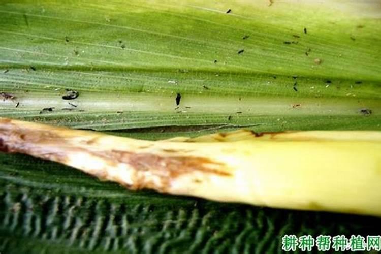 玉米几个叶喷叶面肥 怎么施肥效果最好